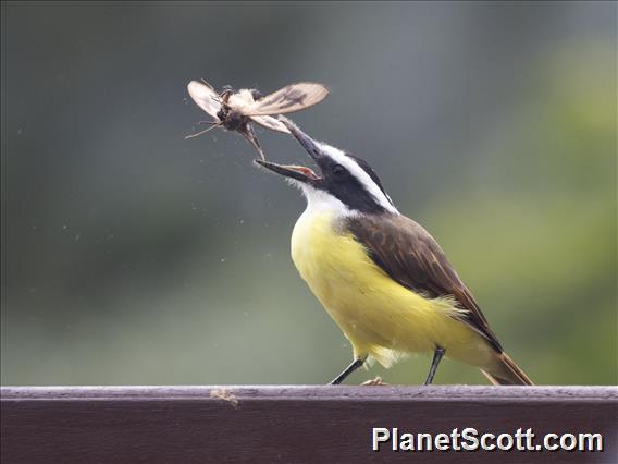 Great Kiskadee (Pitangus sulphuratus)