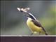 Great Kiskadee (Pitangus sulphuratus)