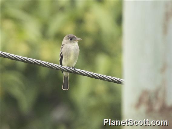 Yellow-bellied Flycatcher (Empidonax flaviventris)