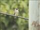 Yellow-bellied Flycatcher (Empidonax flaviventris)