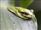 Masked Tree Frog (Smilisca phaeota)