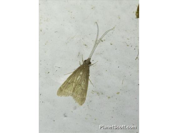 Net-spinning Caddisfly (Smicridea sp)