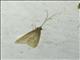 Net-spinning Caddisfly (Smicridea sp)