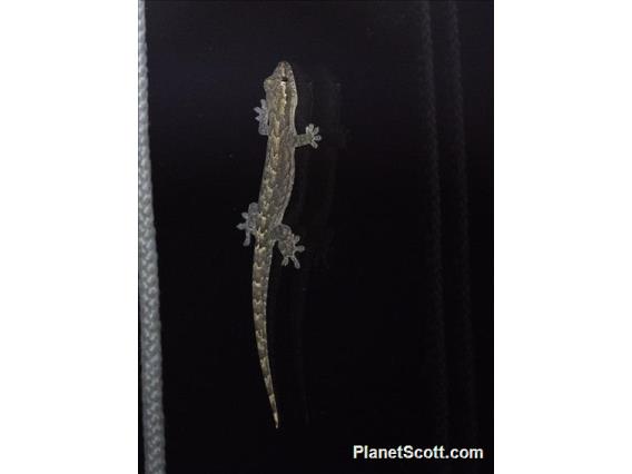 Mourning Gecko (Lepidodactylus lugubris)