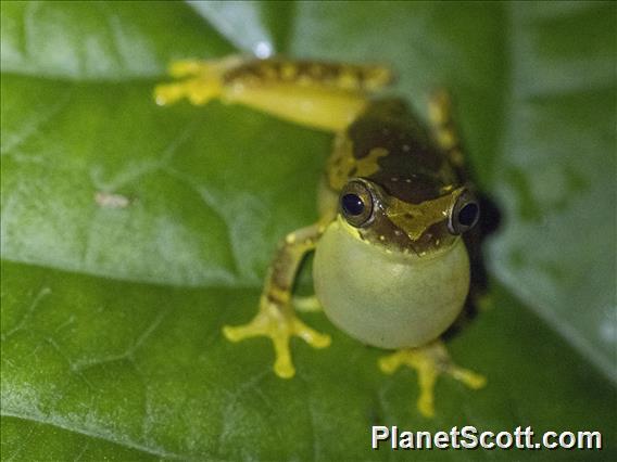 Harlequin Treefrog (Dendropsophus ebraccatus)