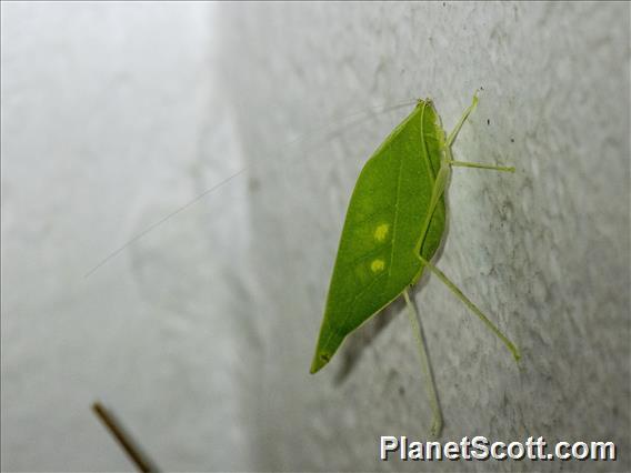 Leaf Katydid (Viadana sp)