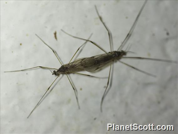 Non-biting Midge (Chironomidae sp)