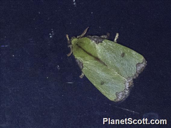 Slug Caterpillar Moth (Parasa wellesca)