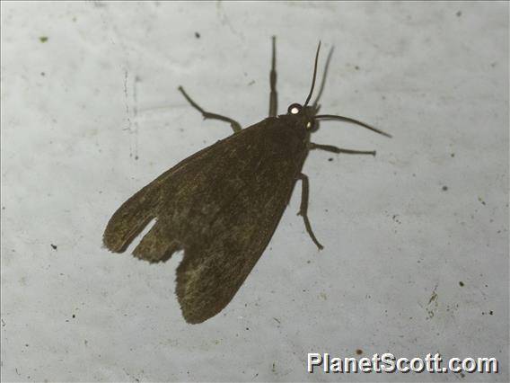 Tiger Moth (Erebidae sp)