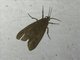 Tiger Moth (Arctiinae sp)