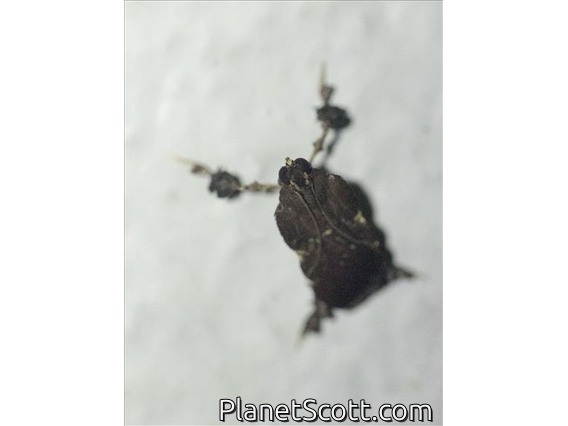 Scaly-legged Pyralid Snout Moth (Chrysauginae sp)