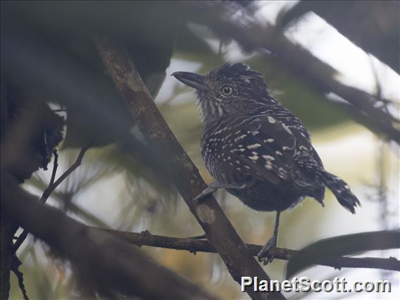 Barred Antshrike (Thamnophilus doliatus)