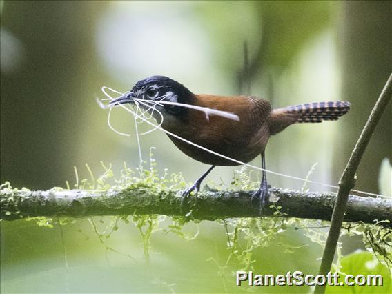 Bay Wren (Cantorchilus nigricapillus)