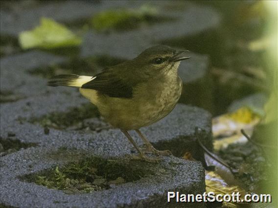 Buff-rumped Warbler (Myiothlypis  fulvicauda)