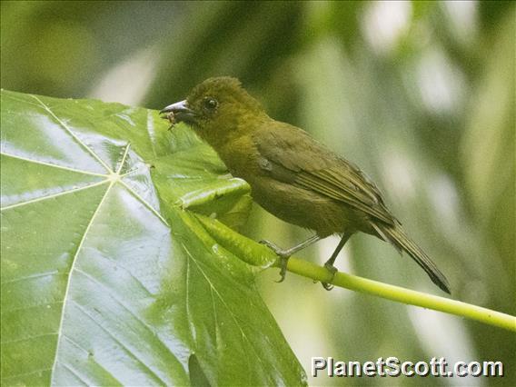 Carmiol's Tanager (Chlorothraupis carmioli)