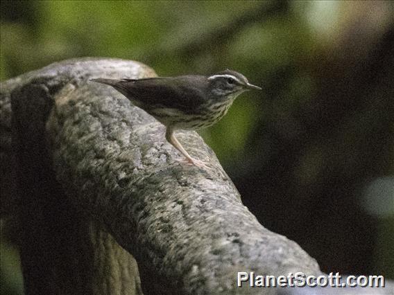 Louisiana Waterthrush (Parkesia motacilla)