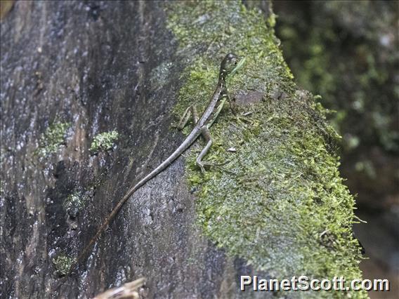 Green Basilisk (Basiliscus plumifrons)