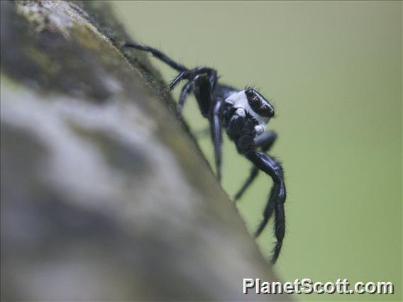 Jumping Spider (Phiale formosa)