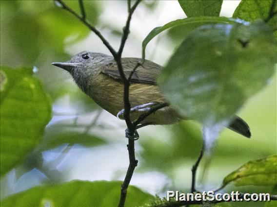 Ochre-bellied Flycatcher (Mionectes oleagineus)