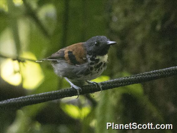 Spotted Antbird (Hylophylax naevioides)