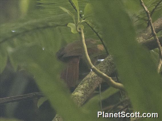 Fawn-throated Foliage-gleaner (Automolus cervinigularis)