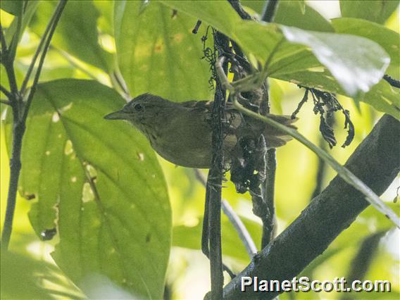 Streak-crowned Antvireo (Dysithamnus striaticeps)