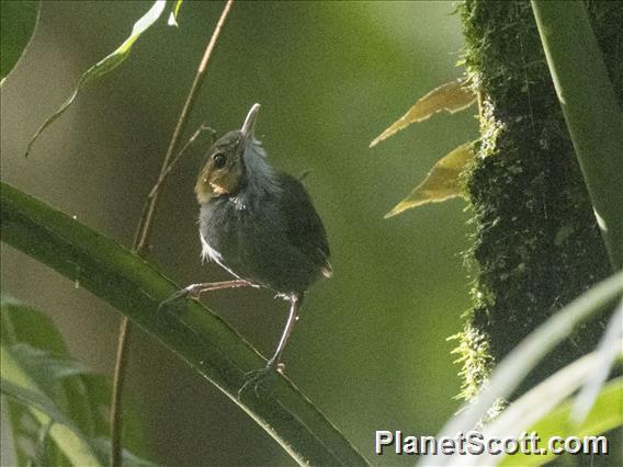 Tawny-faced Gnatwren (Microbates cinereiventris)