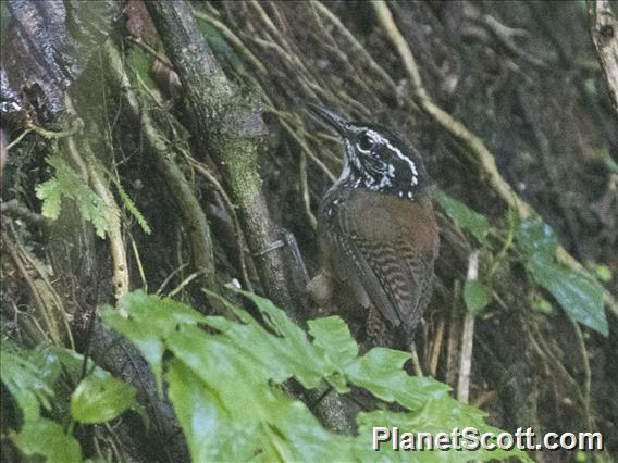 White-breasted Wood-Wren (Henicorhina leucosticta)