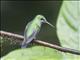 Green-crowned Brilliant (Heliodoxa jacula) - Female