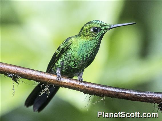 Green-crowned Brilliant (Heliodoxa jacula)