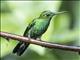 Green-crowned Brilliant (Heliodoxa jacula) - Male