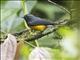 Slate-throated Redstart (Myioborus miniatus)