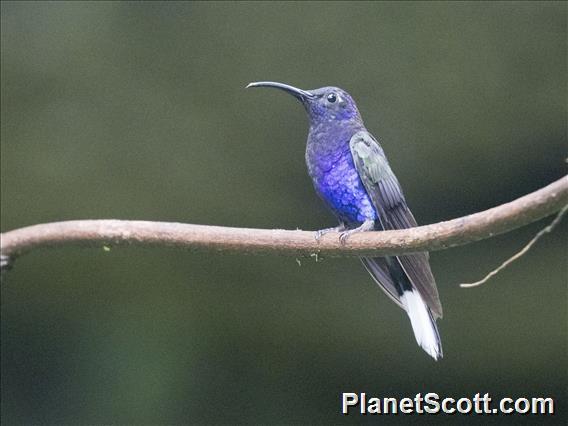 Violet Sabrewing (Campylopterus hemileucurus)