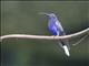 Violet Sabrewing (Campylopterus hemileucurus) - Male