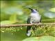 Violet Sabrewing (Campylopterus hemileucurus) - Female