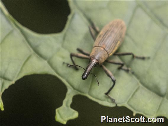 Weevil (Lixus apterus)