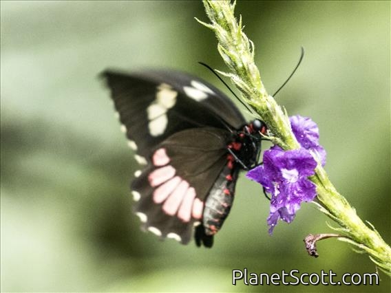 Iphidamas Cattleheart (Parides iphidamas)