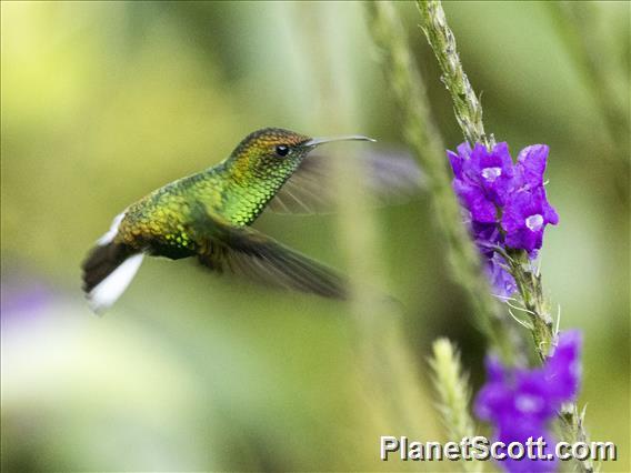 Coppery-headed Emerald (Microchera cupreiceps)