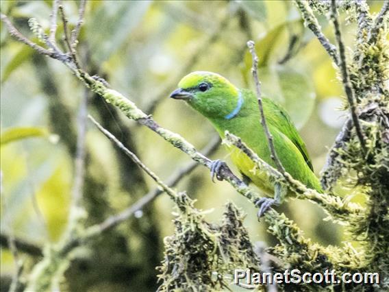 Golden-browed Chlorophonia (Chlorophonia callophrys)