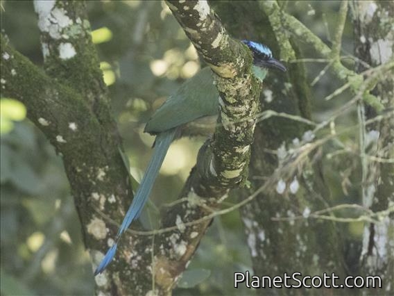 Lesson's Motmot (Momotus lessonii)