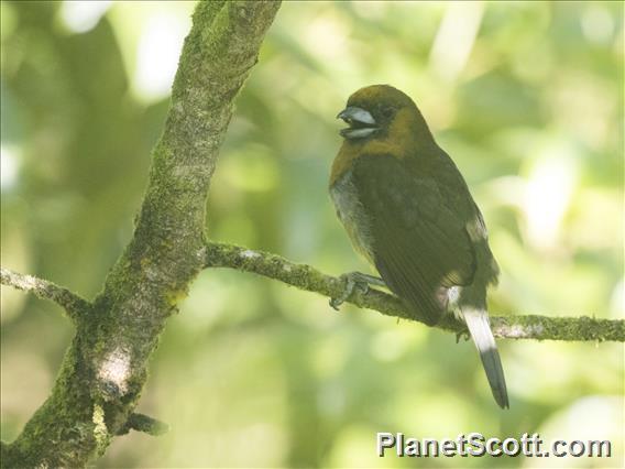 Prong-billed Barbet (Semnornis frantzii)