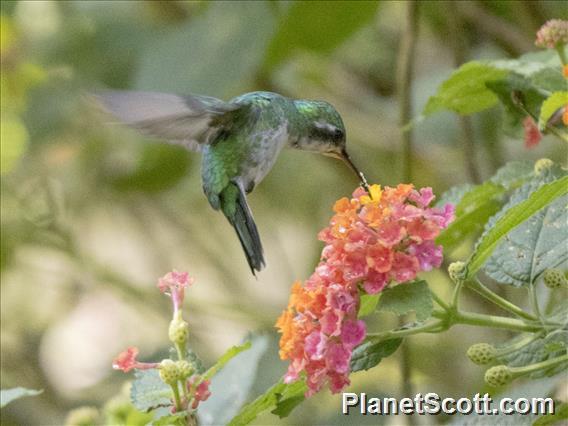 Canivet's Emerald (Cynanthus canivetii)