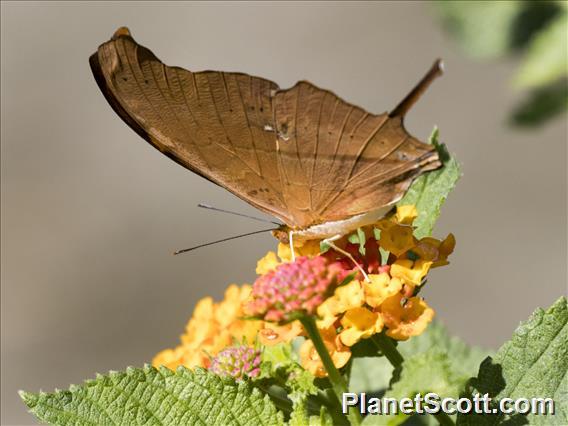 Ruddy Daggerwing (Marpesia petreus)