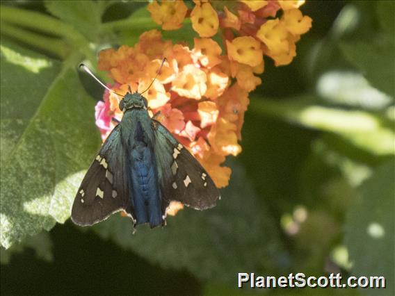 Long-tailed Skipper (Urbanus proteus)