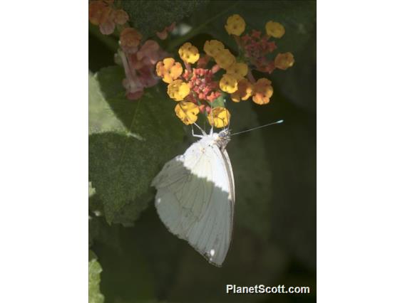 Green-eyed White (Leptophobia aripa)