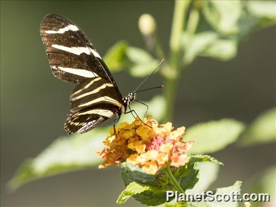 Zebra Longwing (Heliconius charithonia)