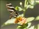 Zebra Longwing (Heliconius charithonia)