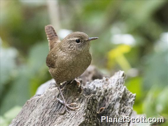 Winter Wren (Troglodytes hiemalis)