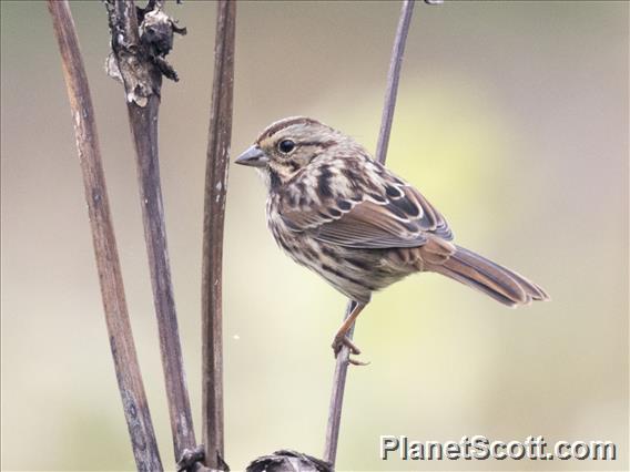 Song Sparrow (Melospiza melodia)