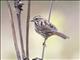 Song Sparrow (Melospiza melodia)